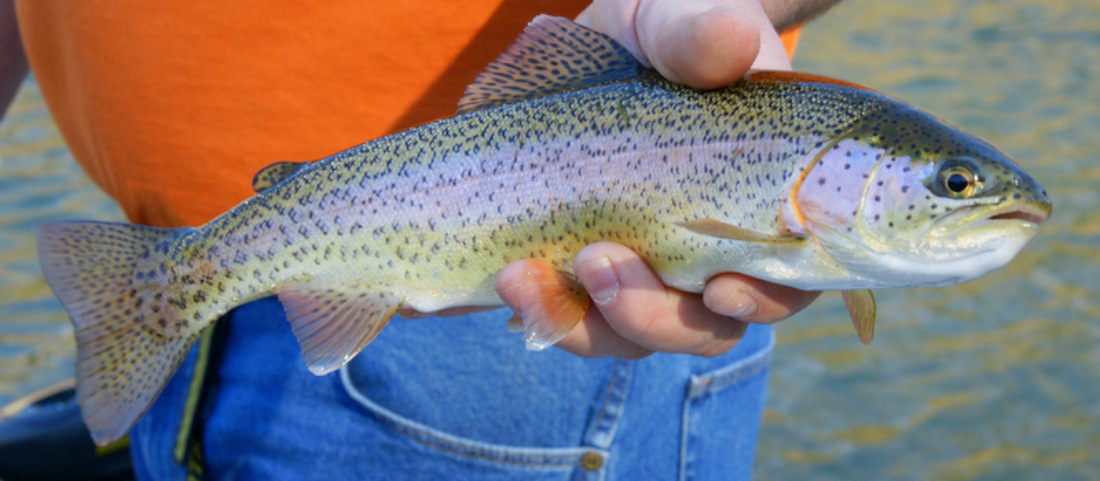 Trout Fishing in America - Day Care Blues - 208347 